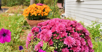 Vibrant outdoor flowers in growing planters