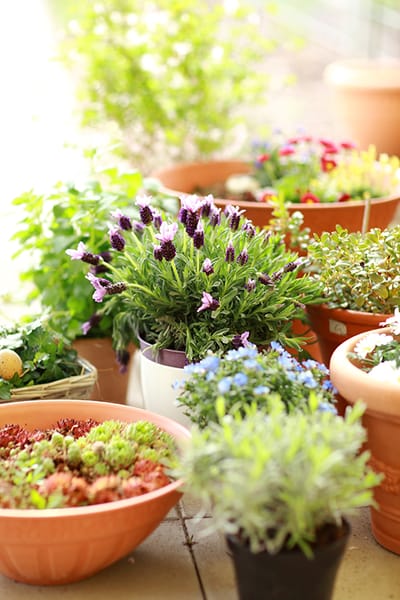 Colorful flower pots in a garden area
