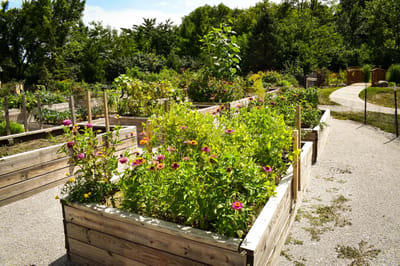 Outdoor garden with colorful flowers and greenery