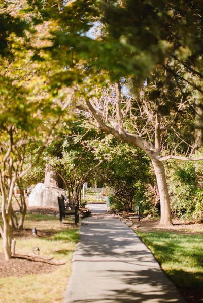 Pathway through a green garden area