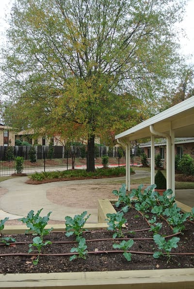 Garden area with plants and a tree in the background
