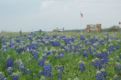 Field of bluebonnets with facility sign in the background