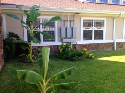 Outdoor space with banana plants and garden area