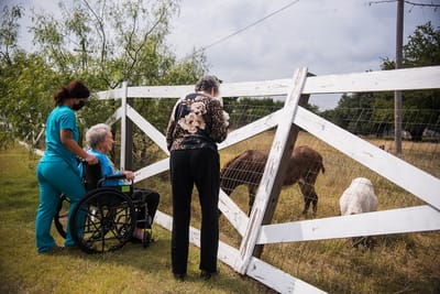 Residents and staff interacting with animals at the fence
