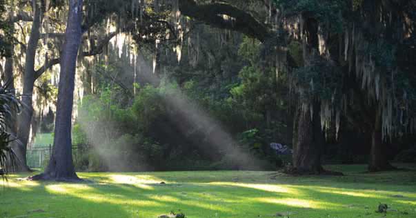 Sunlight filtering through trees in an outdoor space