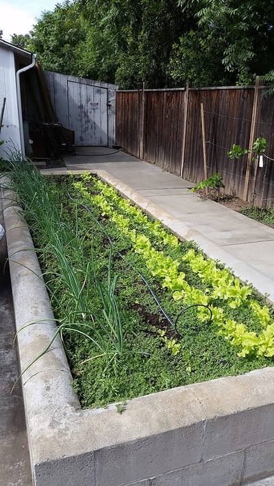 Raised garden bed with green lettuce and onions