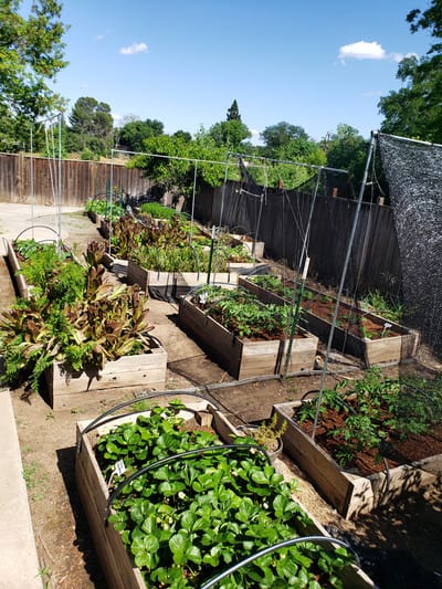 Raised garden beds filled with vegetables