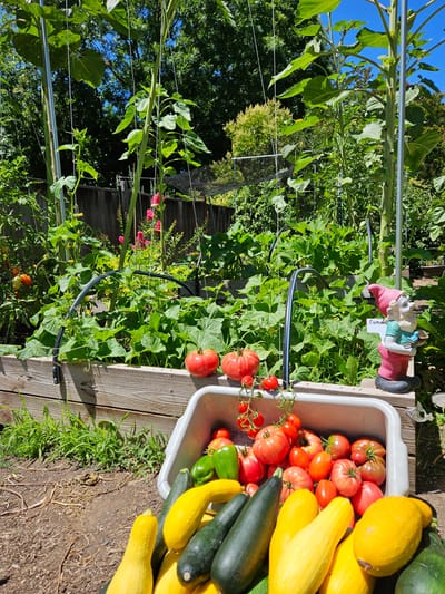 Vegetable garden with ripe tomatoes and squash