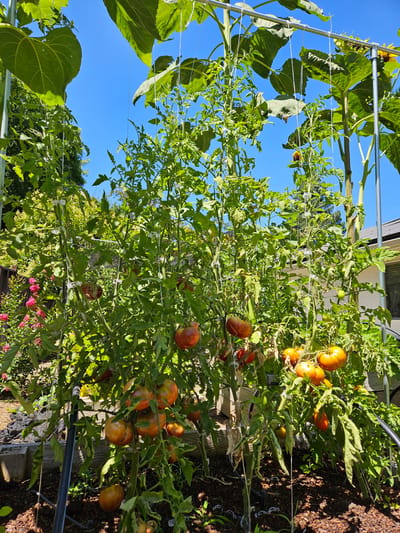 Vibrant tomato plants in a garden