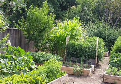 Community garden with raised vegetable beds