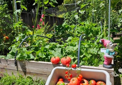 A vibrant garden with vegetables and a gnome decoration