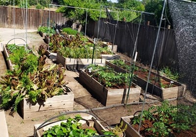 Raised garden beds in an outdoor gardening space