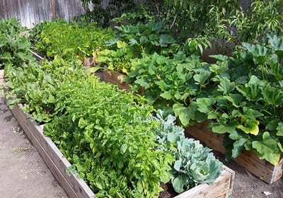 Lush vegetable garden beds in a raised planter