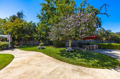 Beautiful outdoor garden with flowering tree and seating area