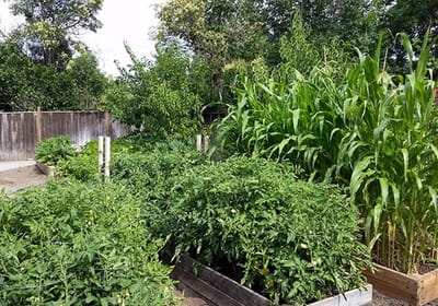 Community garden with vegetables and greenery