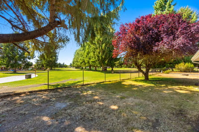 Outdoor space with green trees and a clear sky