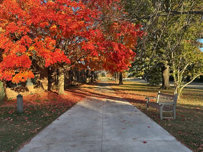 Pathway lined with vibrant autumn trees