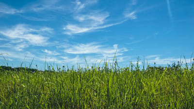 Tall grass under a blue sky with clouds.