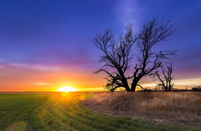 Sunset over a field with a lone tree.