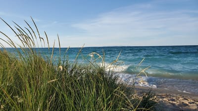 Coastal view with grass and waves.