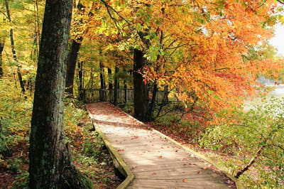 Wooden path surrounded by colorful autumn foliage.
