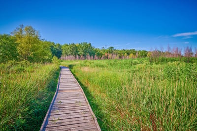 Wooden walkway through lush greenery and trees