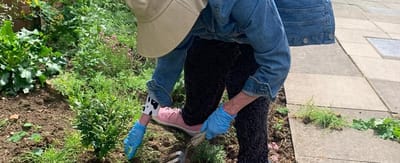 Resident gardening outdoors, engaged in activity.
