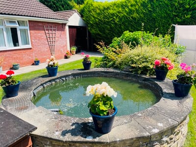 Outdoor garden with flowers and a pond