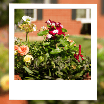 Colorful flowers in a well-maintained garden