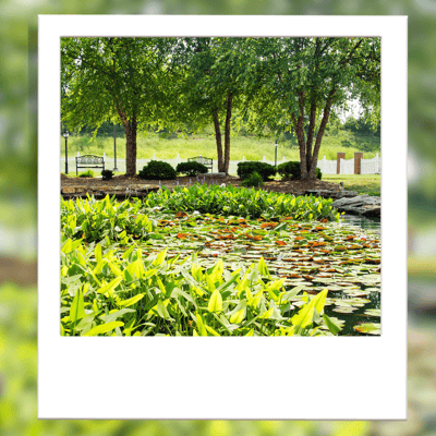 Scenic pond with lily pads and lush greenery