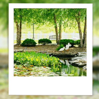 Peaceful outdoor area with pond and greenery