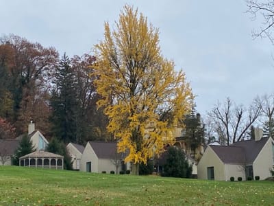 A vibrant tree in front of the facility buildings