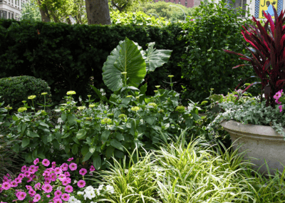 Colorful garden with various flowers and plants