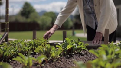 An elderly person tending to a garden