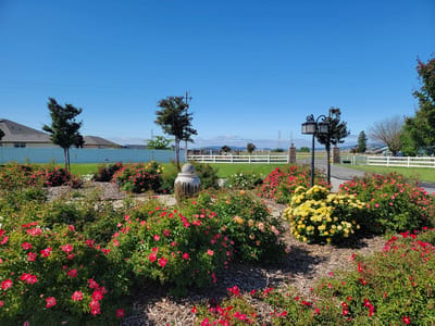 Colorful flowers in a landscaped garden area