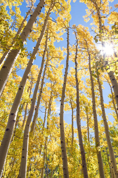 Tall trees with golden leaves under a blue sky