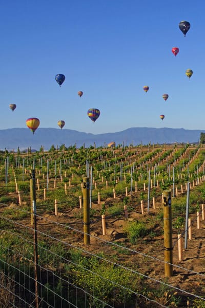 Hot air balloons over a vineyard landscape