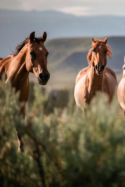 Two horses in a natural outdoor setting