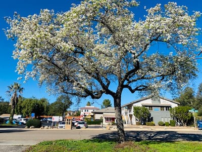 Blossoming tree in front of a residential facility