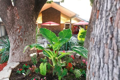 A garden view with flowers and a building in the background