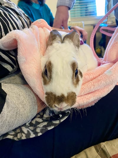 The Inn at Fairview, nursing home in Hudson, NH — Rabbit being held in a soft blanket