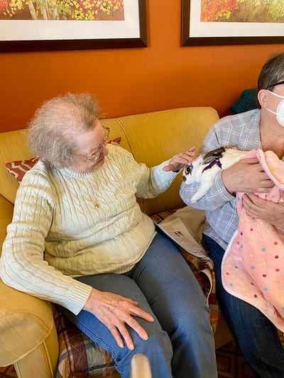 The Inn at Fairview, nursing home in Hudson, NH — Resident interacting with a rabbit on a couch