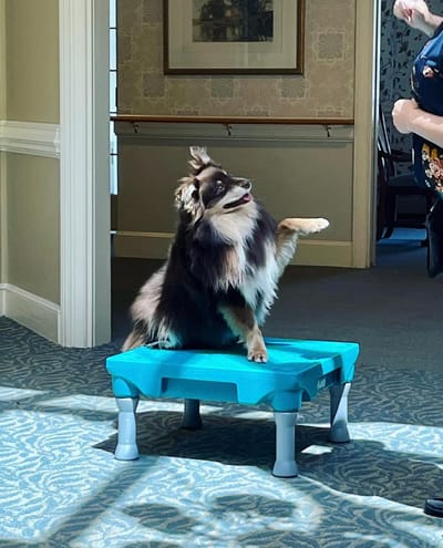The Inn at Fairview, nursing home in Hudson, NH — Dog performing tricks on a blue platform in a hallway