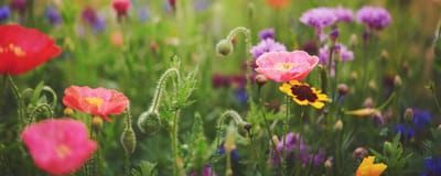 Colorful flowers blooming in a garden