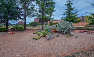 A landscaped outdoor area with cacti and trees