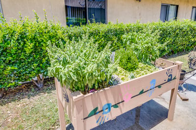 Garden with plants in raised wooden bed