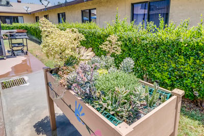 Vibrant outdoor planter with various succulents
