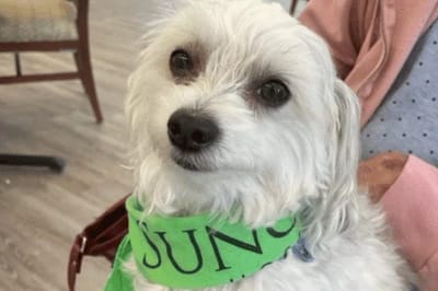 A dog wearing a green bandana inside a facility