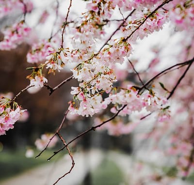 Cherry blossoms in bloom near a walking path