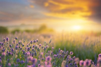 Lavender field at sunset